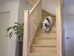 An all-pine staircase to loft conversion